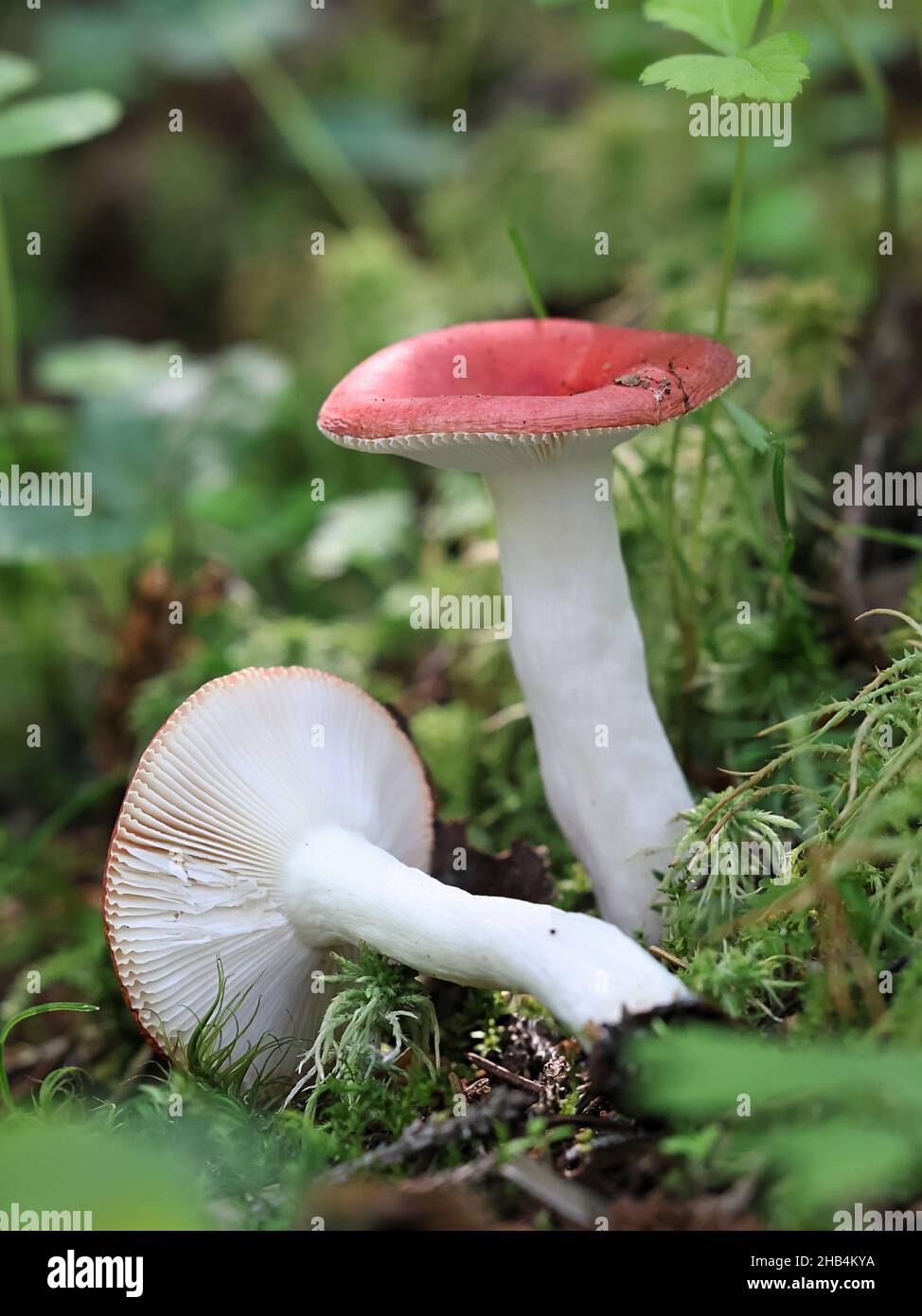 Russula grisescens, a  brittlegill mushroom from Finland with no common english name Stock Photo