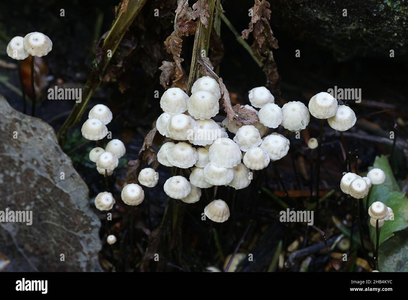 Marasmius rotula, known as the pinwheel mushroom,  pinwheel marasmius, little wheel, collared parachute or the horse hair fungus Stock Photo