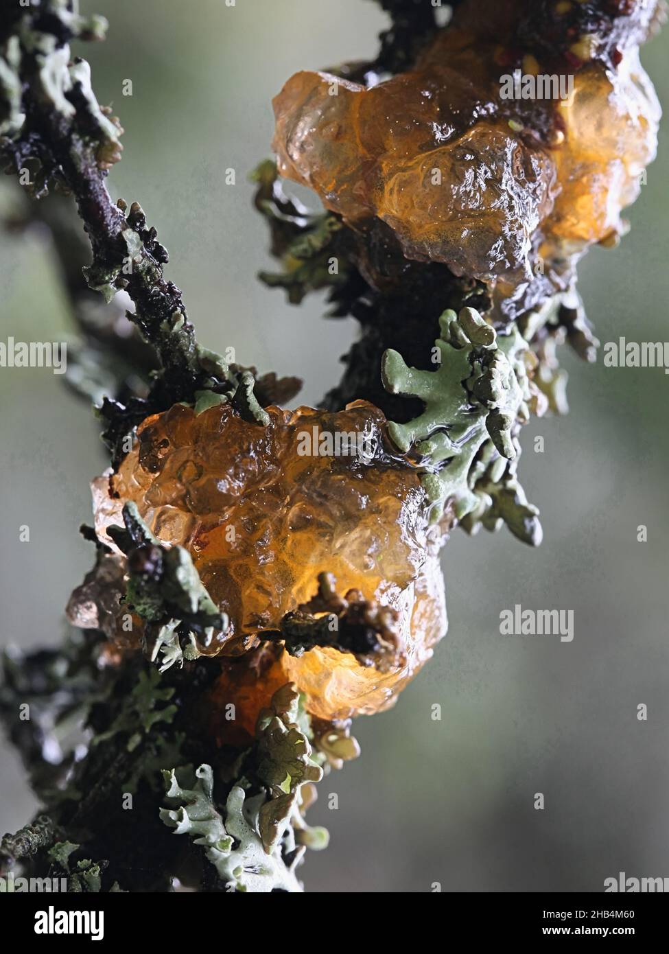 Gymnosporangium cornutum, known as rowan crown, wild fungus from Finland Stock Photo