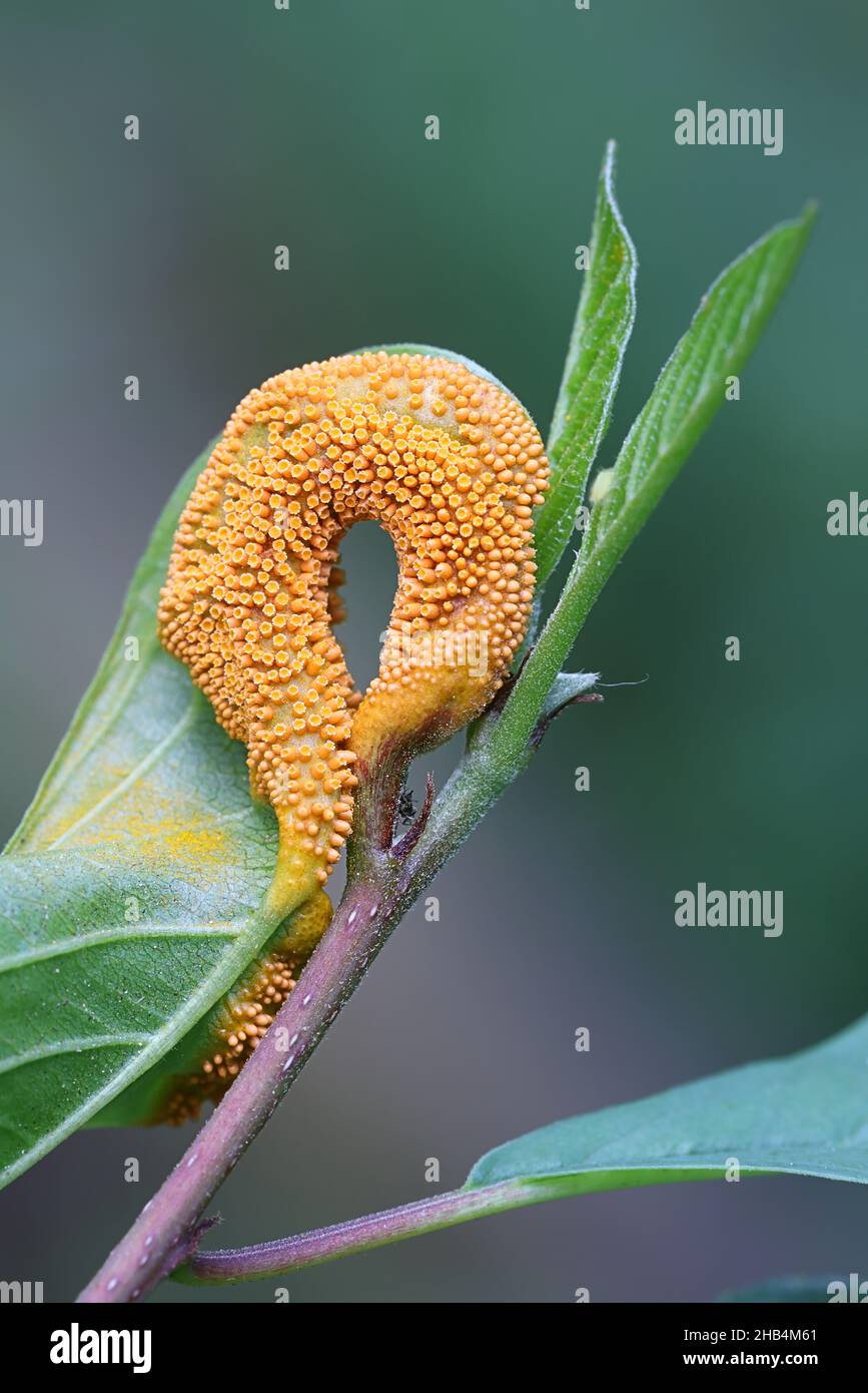 Puccinia coronata, known as crown rust fungus, infecting Frangula alnus, known as alder buckthorn Stock Photo