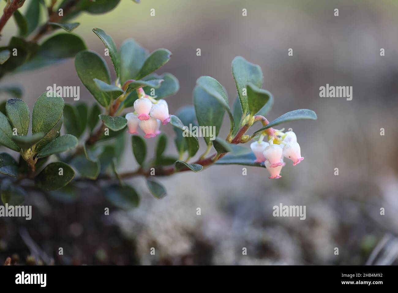 Arctostaphylos uva-ursi, known as Bearberry or Kinnikinnik, wild plant from Finland Stock Photo