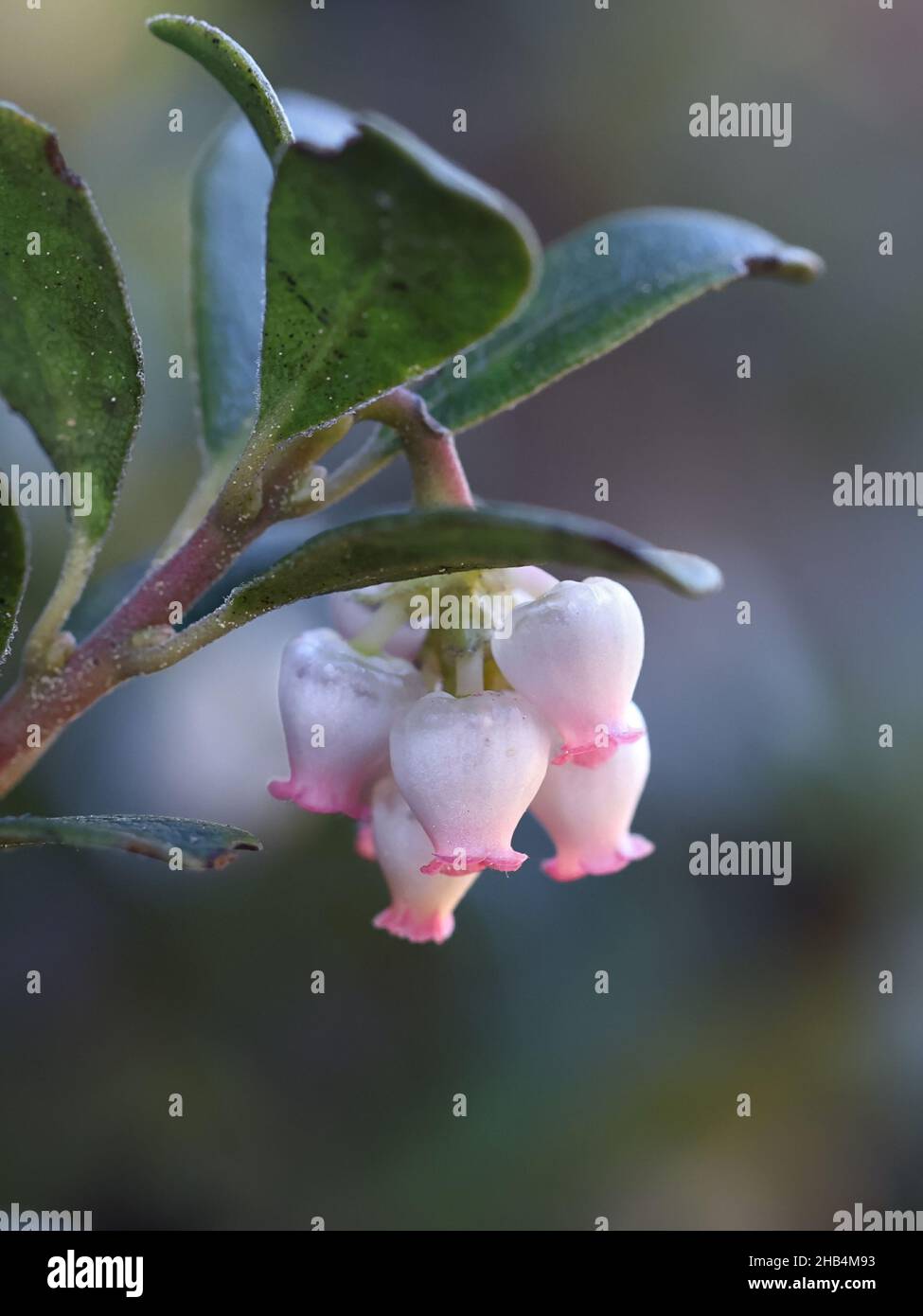 Arctostaphylos uva-ursi, known as Bearberry or Kinnikinnik, wild plant from Finland Stock Photo