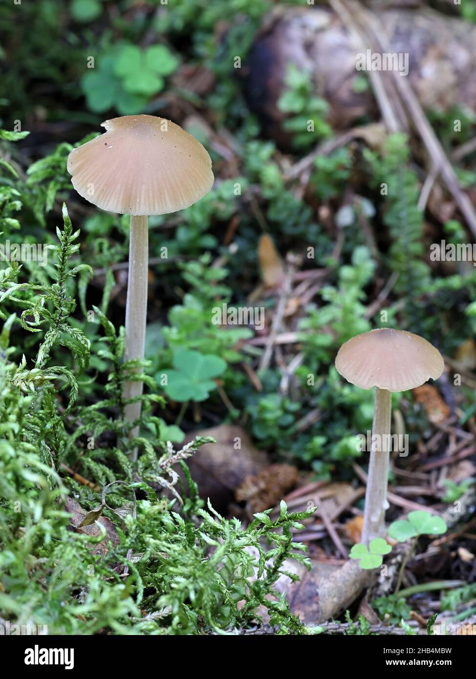 Entoloma pallescens, a summer pinkgill mushroom from Finland with no common English name Stock Photo