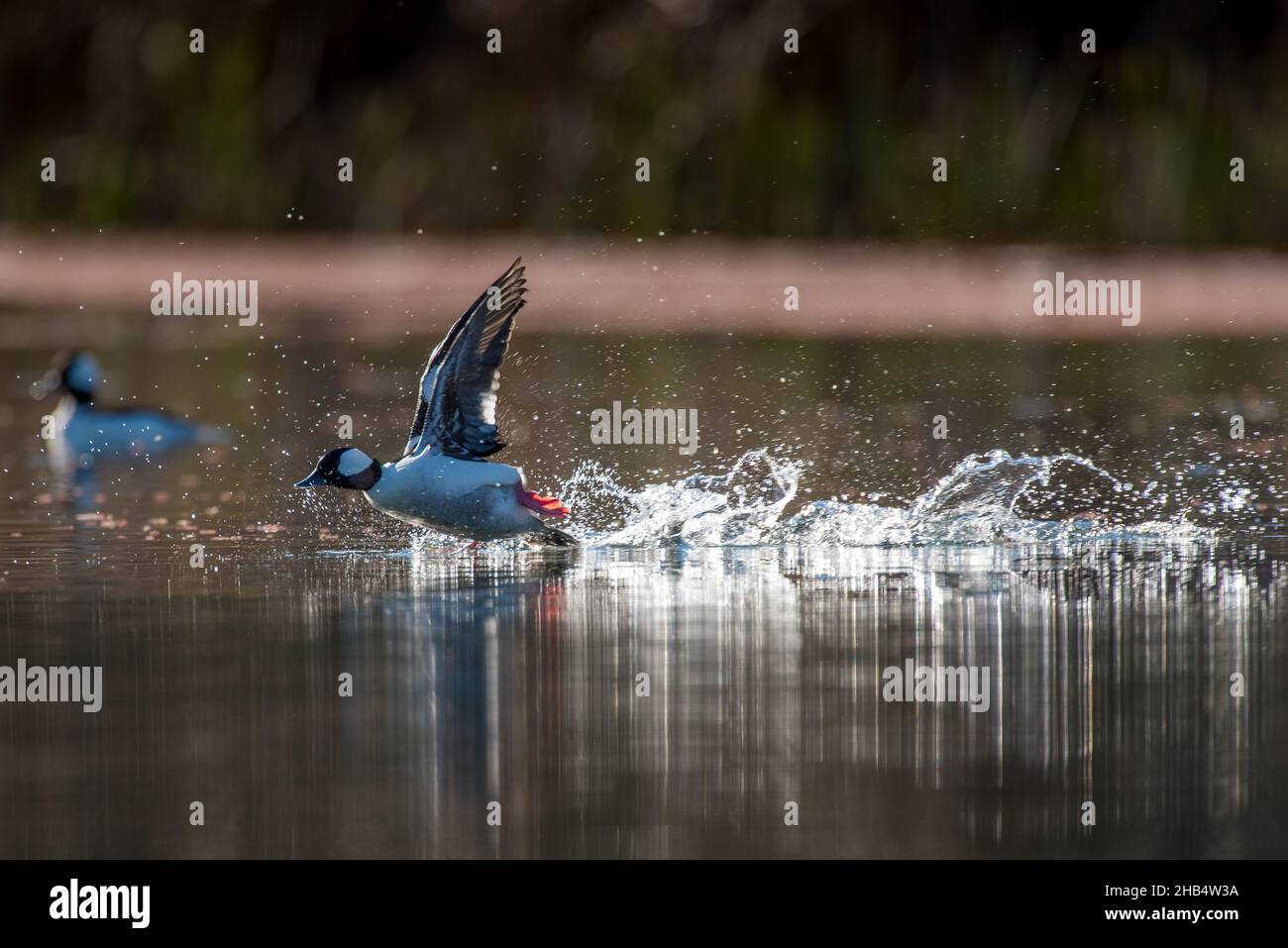 Bufflehead duck running on water taking flight Stock Photo Alamy