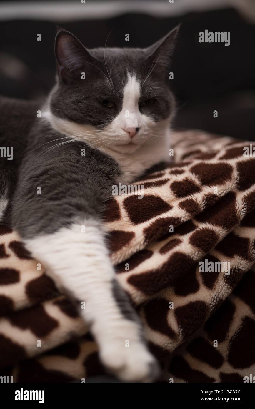 Grey tuxedo cat hi-res stock photography and images - Alamy