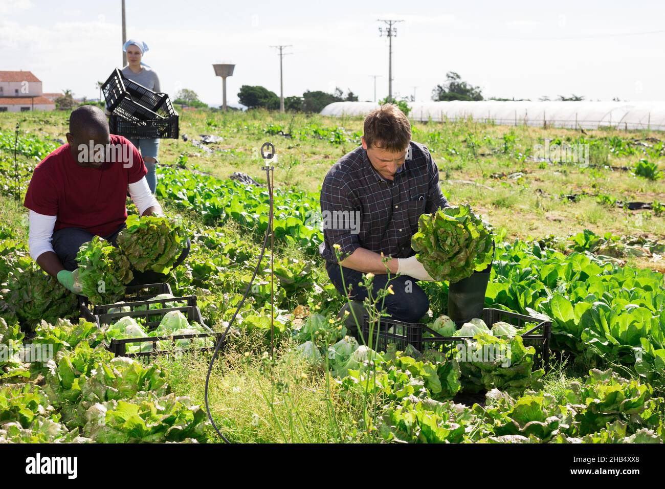 People picking green lettuce Stock Photo Alamy