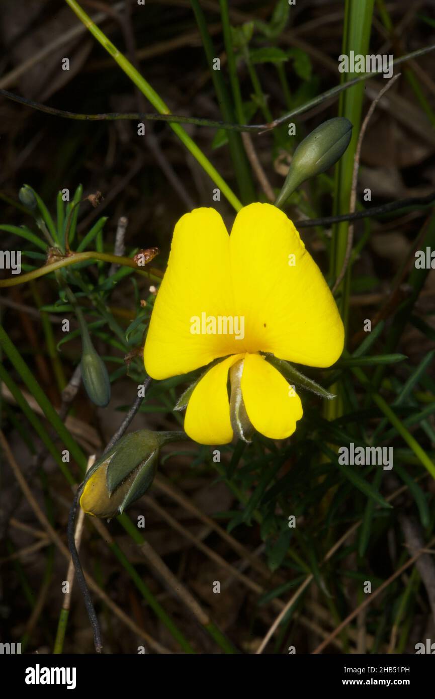 A bright yellow Common Wedge Pea or Karalla (Gompholobium Huegelii) is easy to spot in the long grass at Baluk Willam Flora Reserve in Belgrave South. Stock Photo