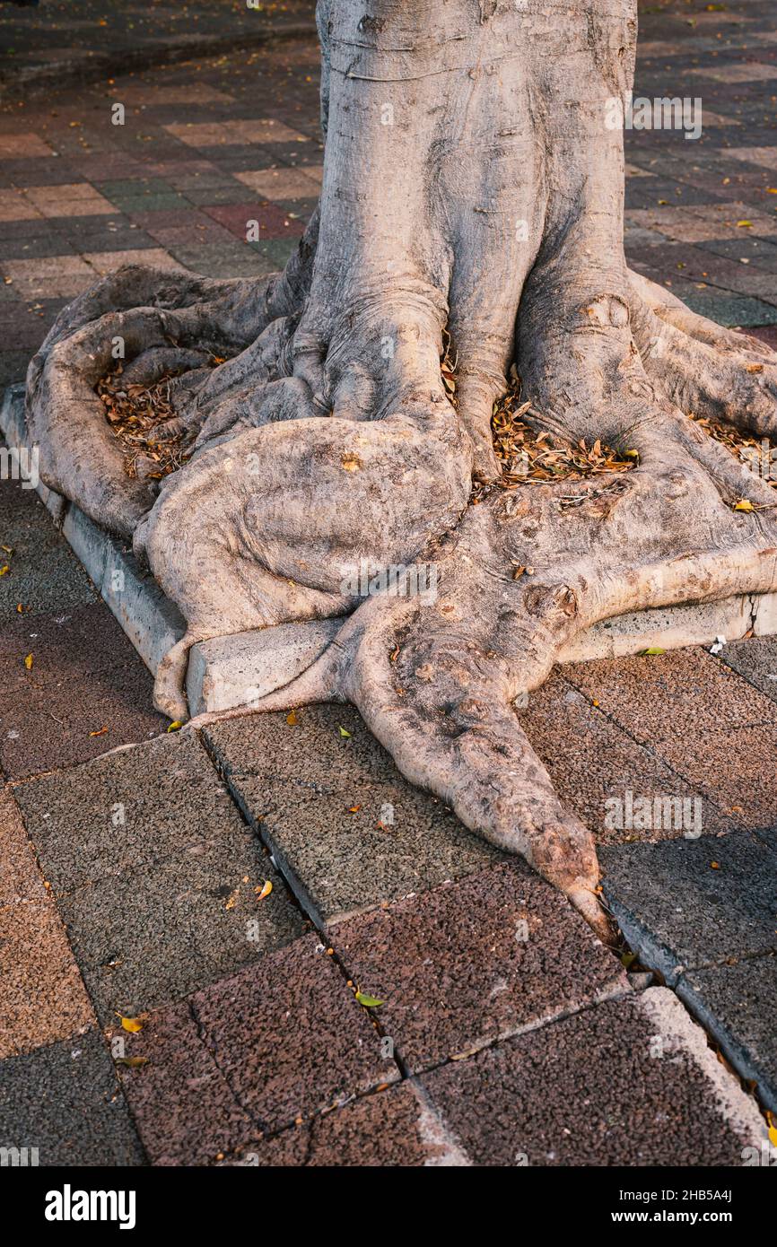powerful tree roots damged city pavement in Funchal, Portugal Stock Photo