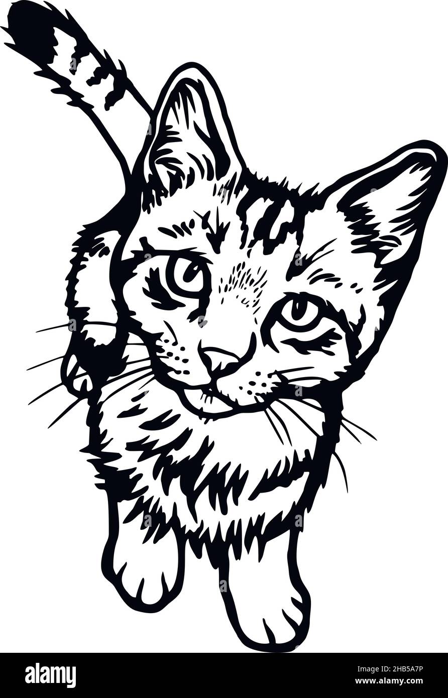 Cat Peeking Kitten Cheerful Kitty Isolated On White Vector Stock cat-peeking-kitten-cheerful-kitty-isolated-on-white-vector-stock