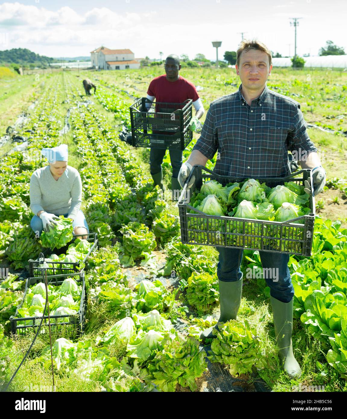 Lettuce harvesting process on the plantation Stock Photo Alamy