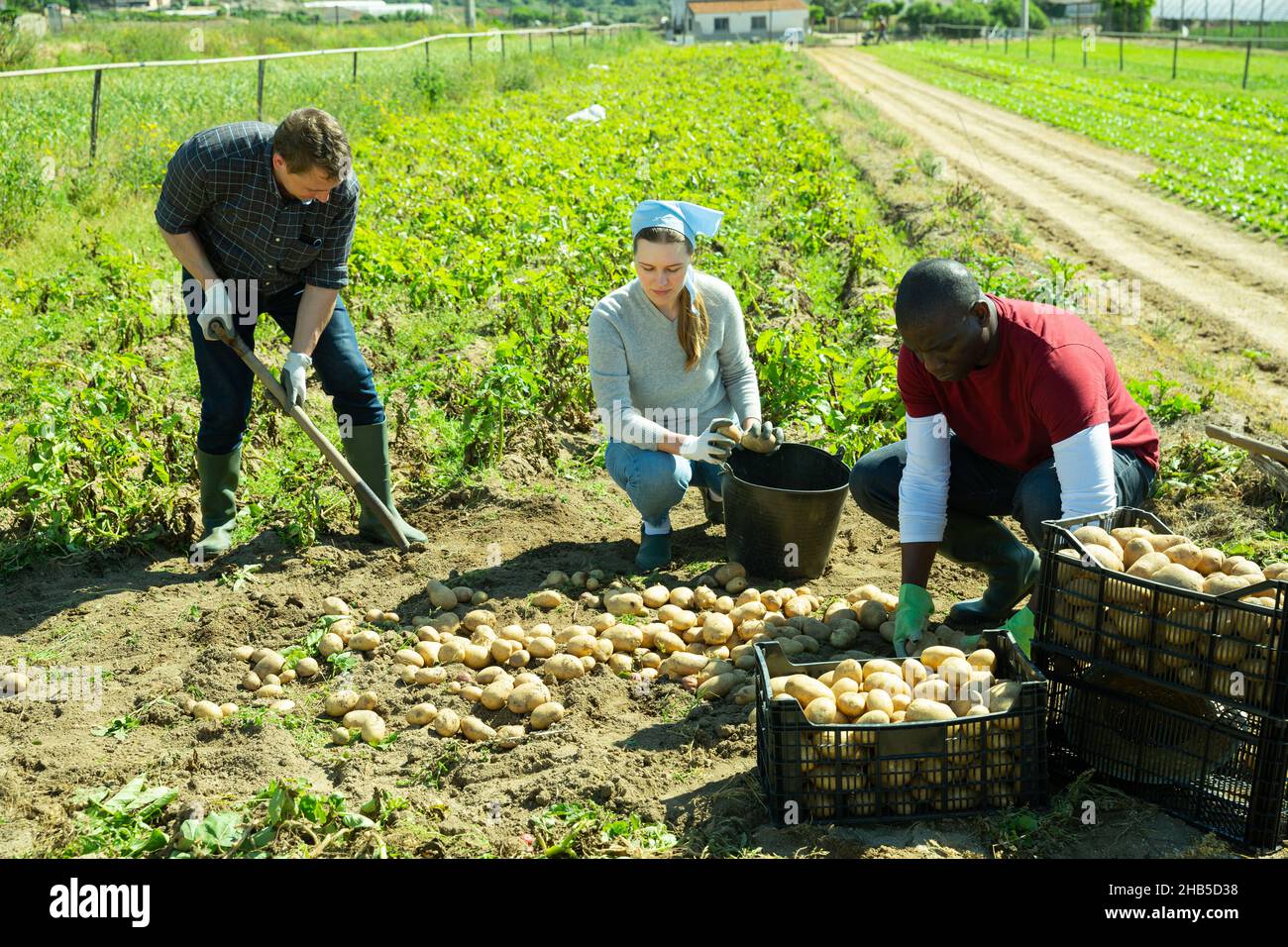 Farmer team picking potatoes Stock Photo Alamy