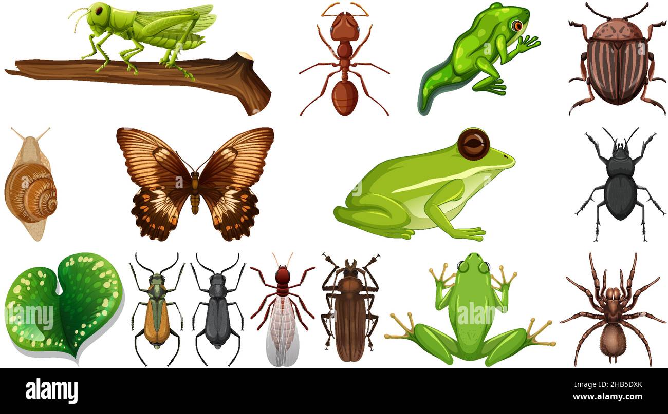 Different insects collection isolated on white background illustration ...