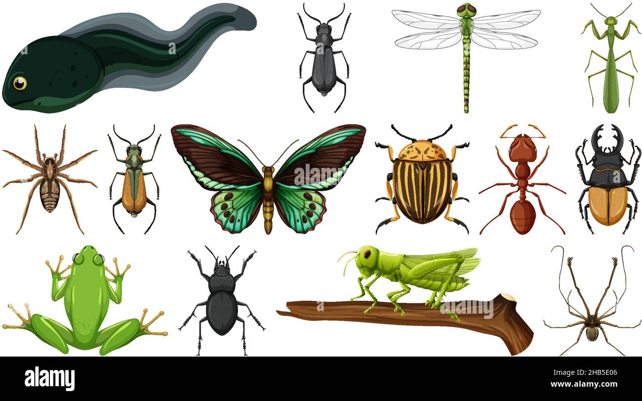 Two Different Insects Different insects collection isolated on white background illustration ...