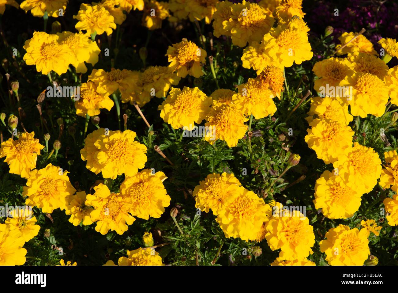 flowerbed of Yellow tagetes erecta in the garden in the summer season Stock Photo