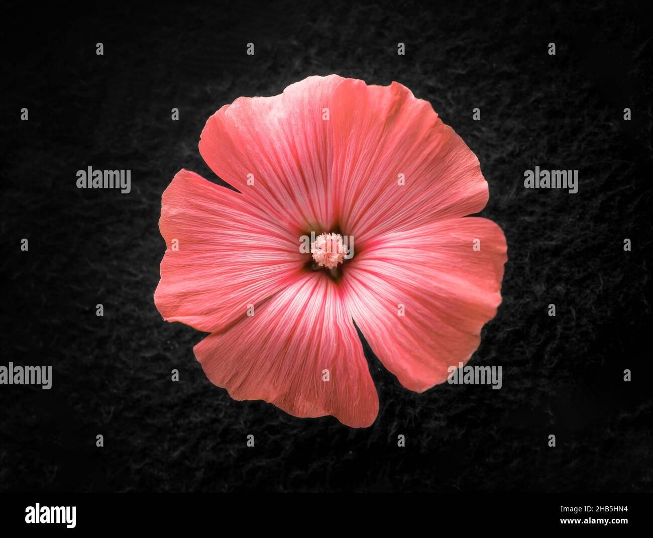 Top view of a flower on a black background. Macro shoot. Stock Photo