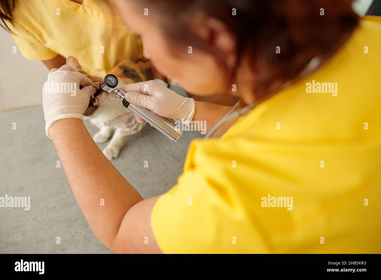Veterinary doctor checking up pet in vet hospital Stock Photo Alamy