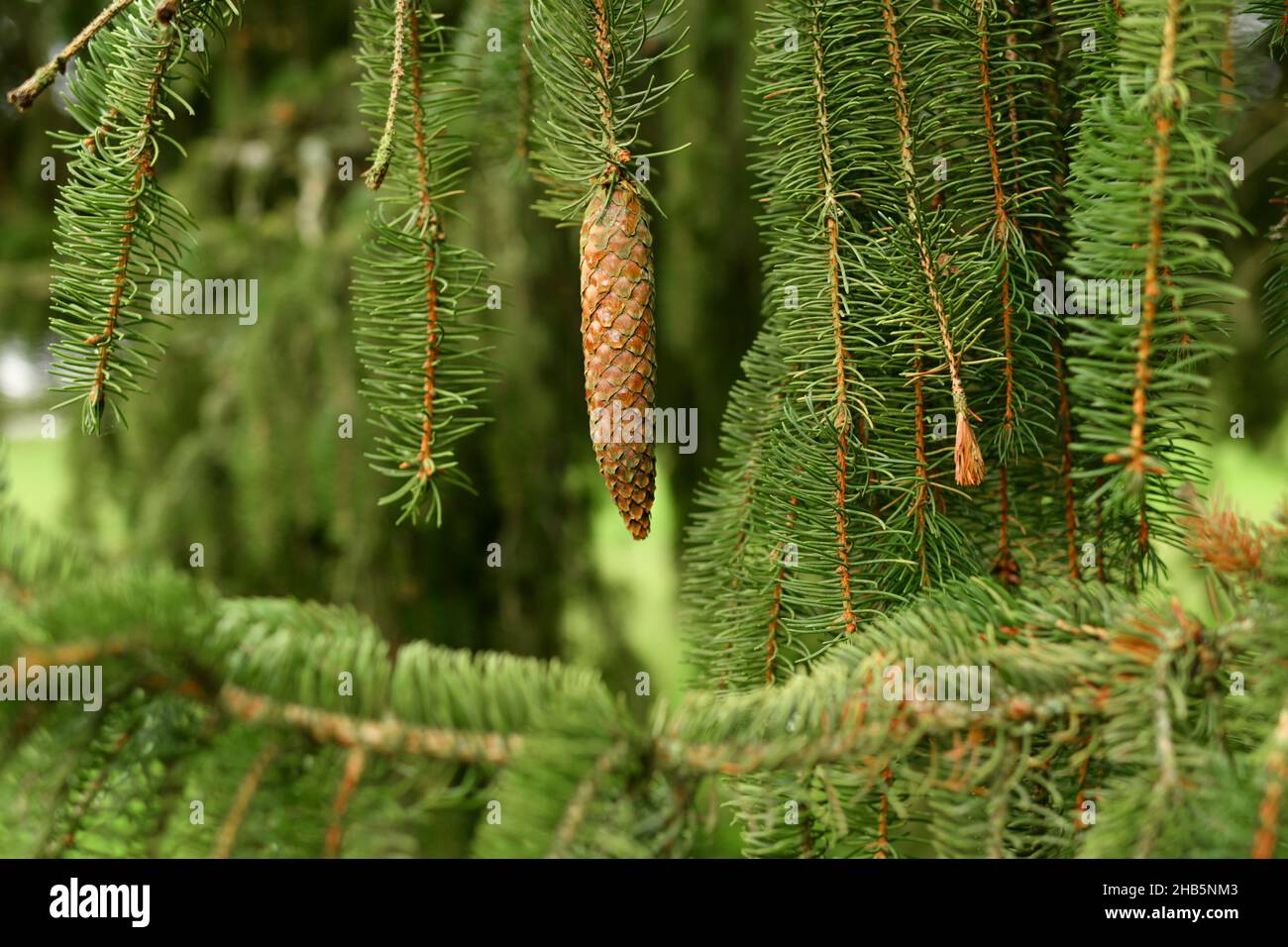 Weeping fir tree with hanging cone Stock Photo