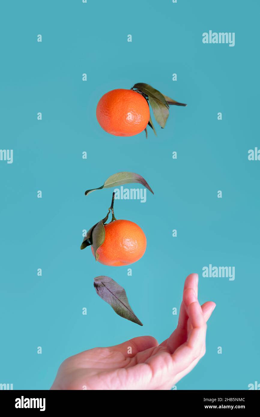 Levitating orange ripe tangerines from woman's hand on green aqua background, vertical orientation Stock Photo