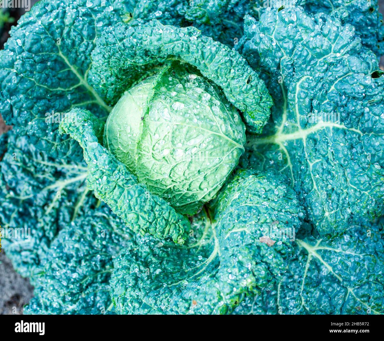 Head of cabbage with broad leaves growing in kitchen garden Stock Photo