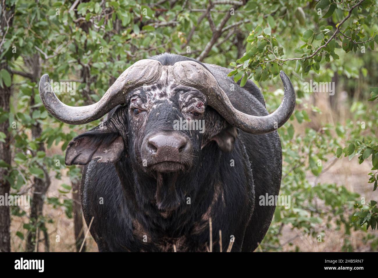 African buffalo (Syncerus caffer) portrait of his face. Kruger National Park, South Africa Stock Photo