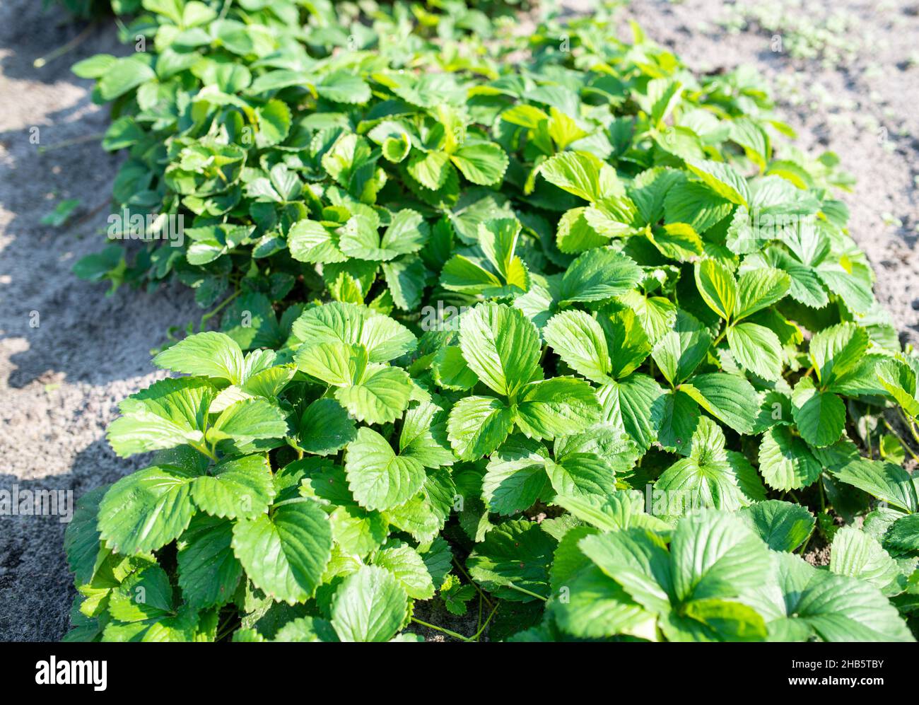 Green leaves of strawberry bushes growing on ground bed Stock Photo - Alamy