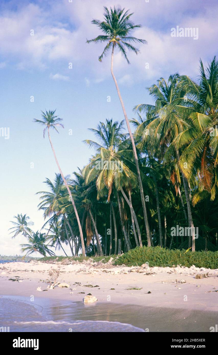 Tropical sandy beach palm trees sland of Tobago, Trinidad and Tobago ...
