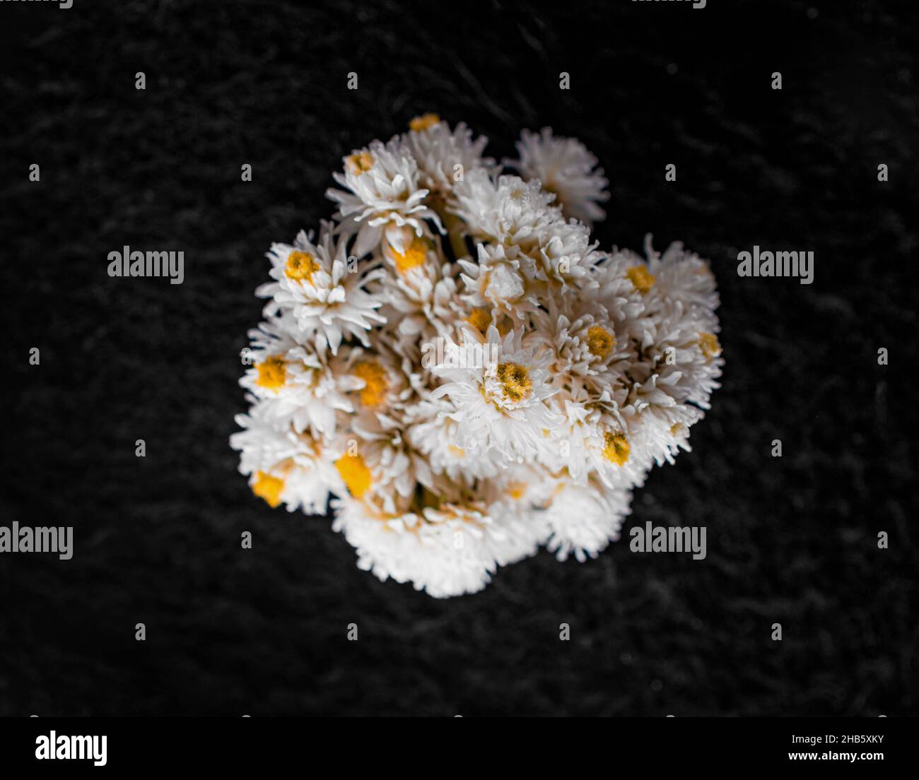 Top view of a flower on a black background. Closeup. Nature. Stock Photo