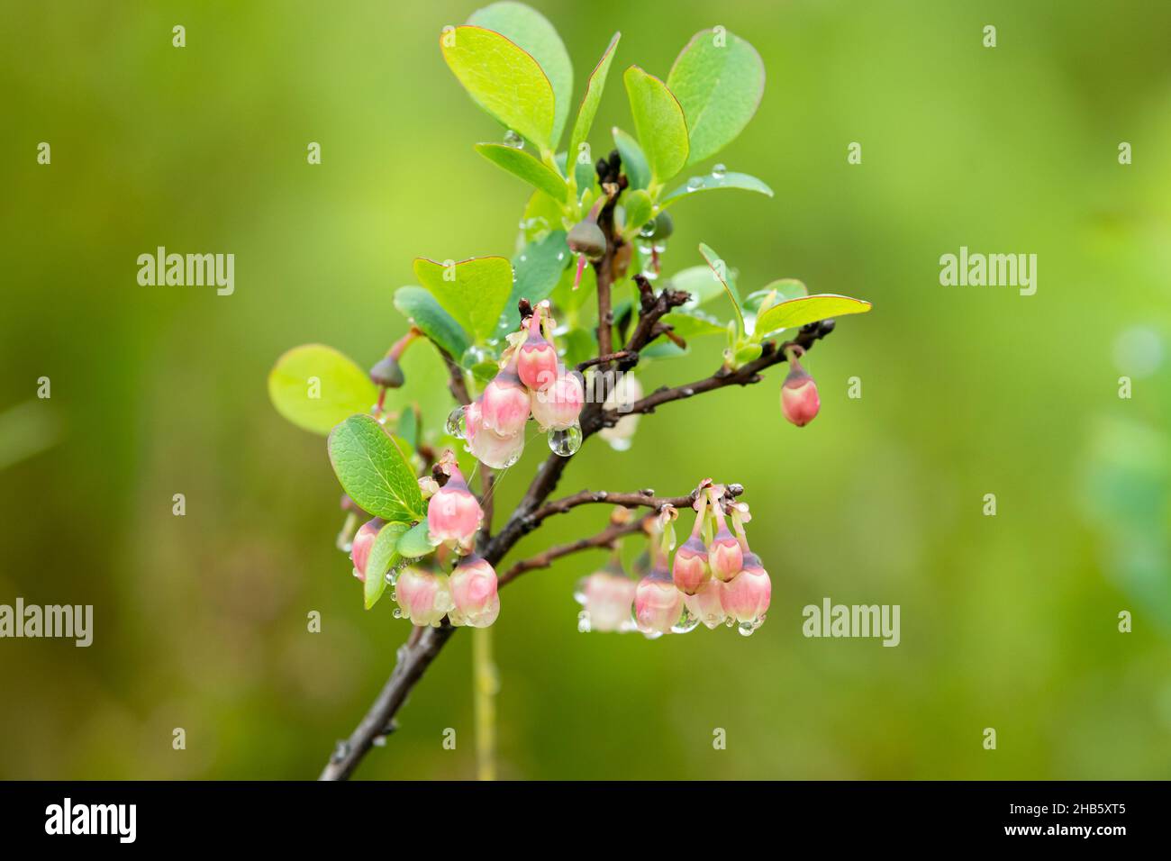 Closeup of a flowering bog blueberry (Vaccinium uliginosum) on a rainy day in summer (Austria) Stock Photo