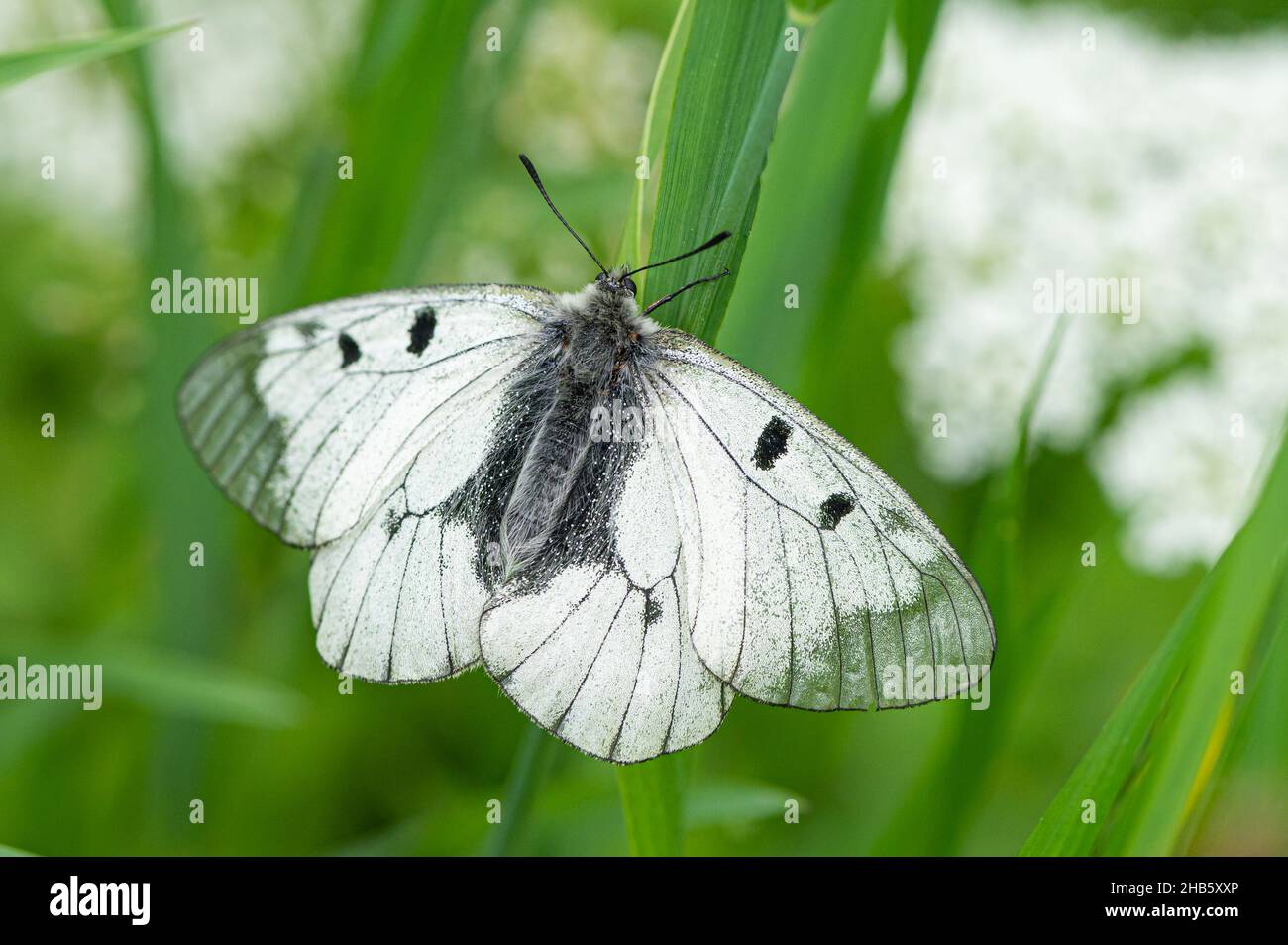 A clouded Apollo butterfly (Parnassius mnemosyne) resting in a meadow, Austrian alps Stock Photo