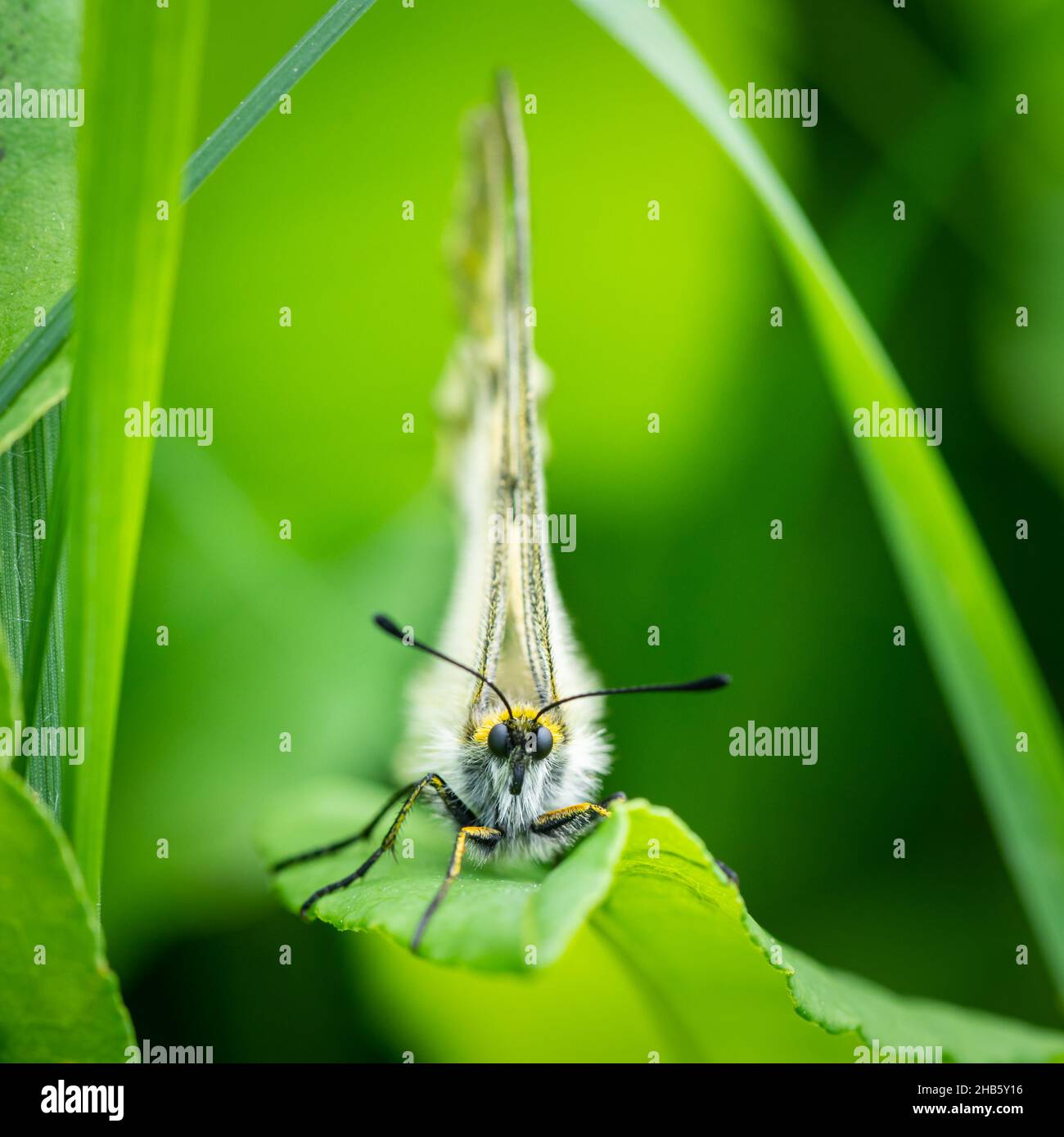 A clouded Apollo butterfly (Parnassius mnemosyne) resting in a meadow, Austrian alps Stock Photo