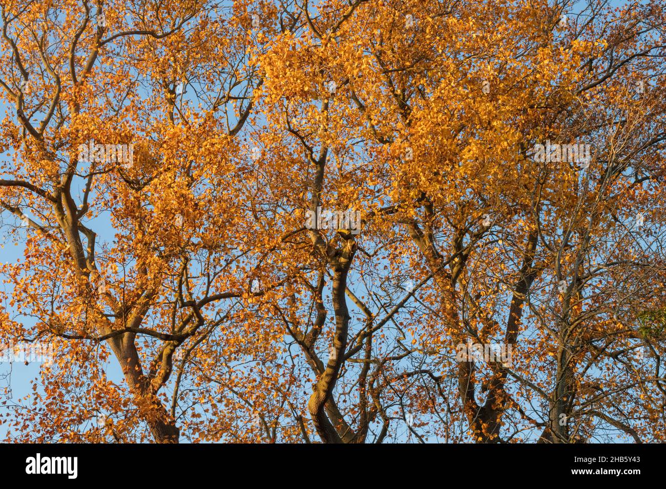 Golden autumn leaves against a blue sky hi-res stock photography and ...