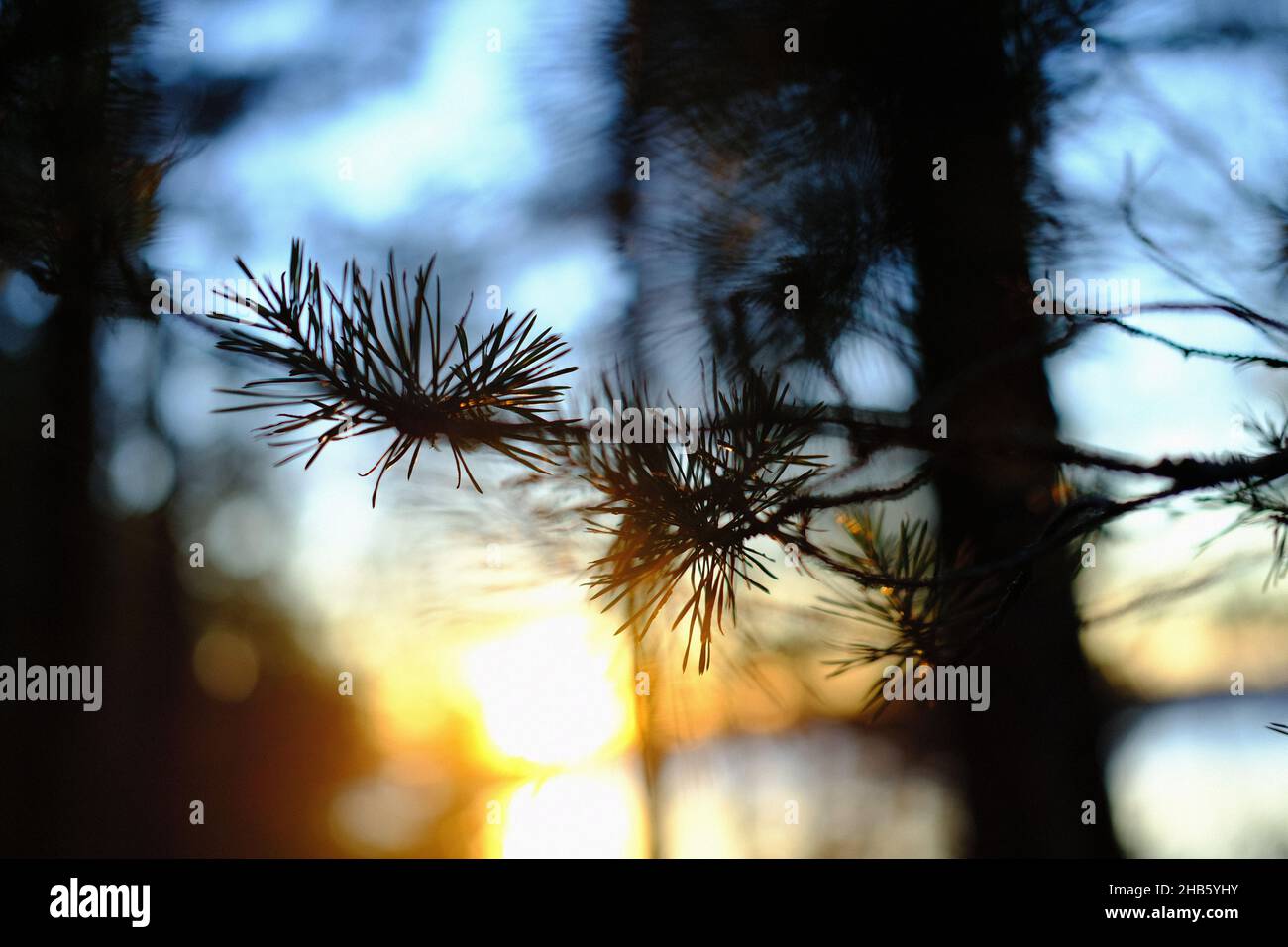 Pine tree silhouette sunset Stock Photo - Alamy