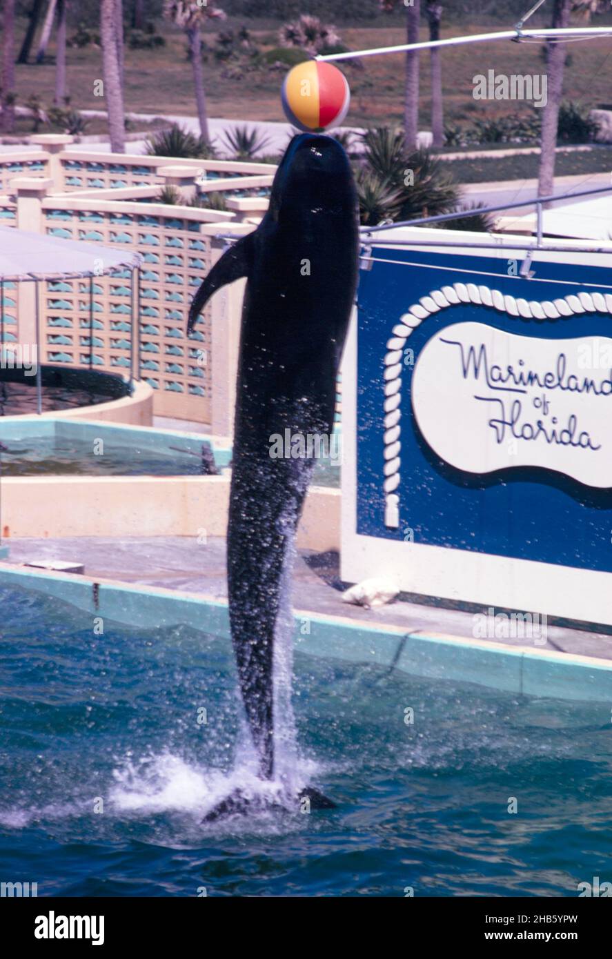 Marineland of Florida aquarium show with a whale performing, Florida, USA in 1969 Stock Photo