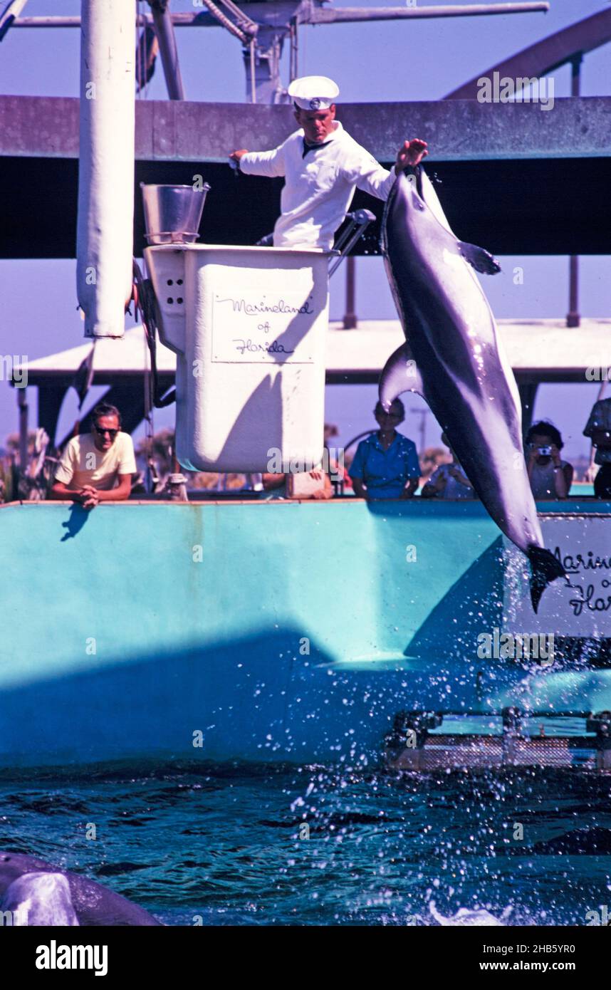 Marineland of Florida aquarium show with dolphins performing, Florida, USA in 1969 Stock Photo