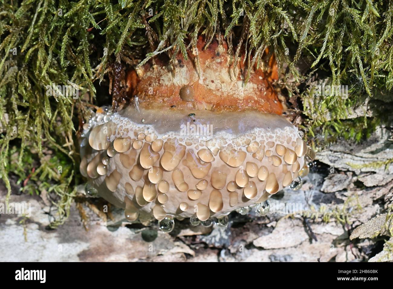 Guttation is the exudation of drops of xylem sap on the surface of fungi, here on red-belted conk,  Fomitopsis pinicola Stock Photo