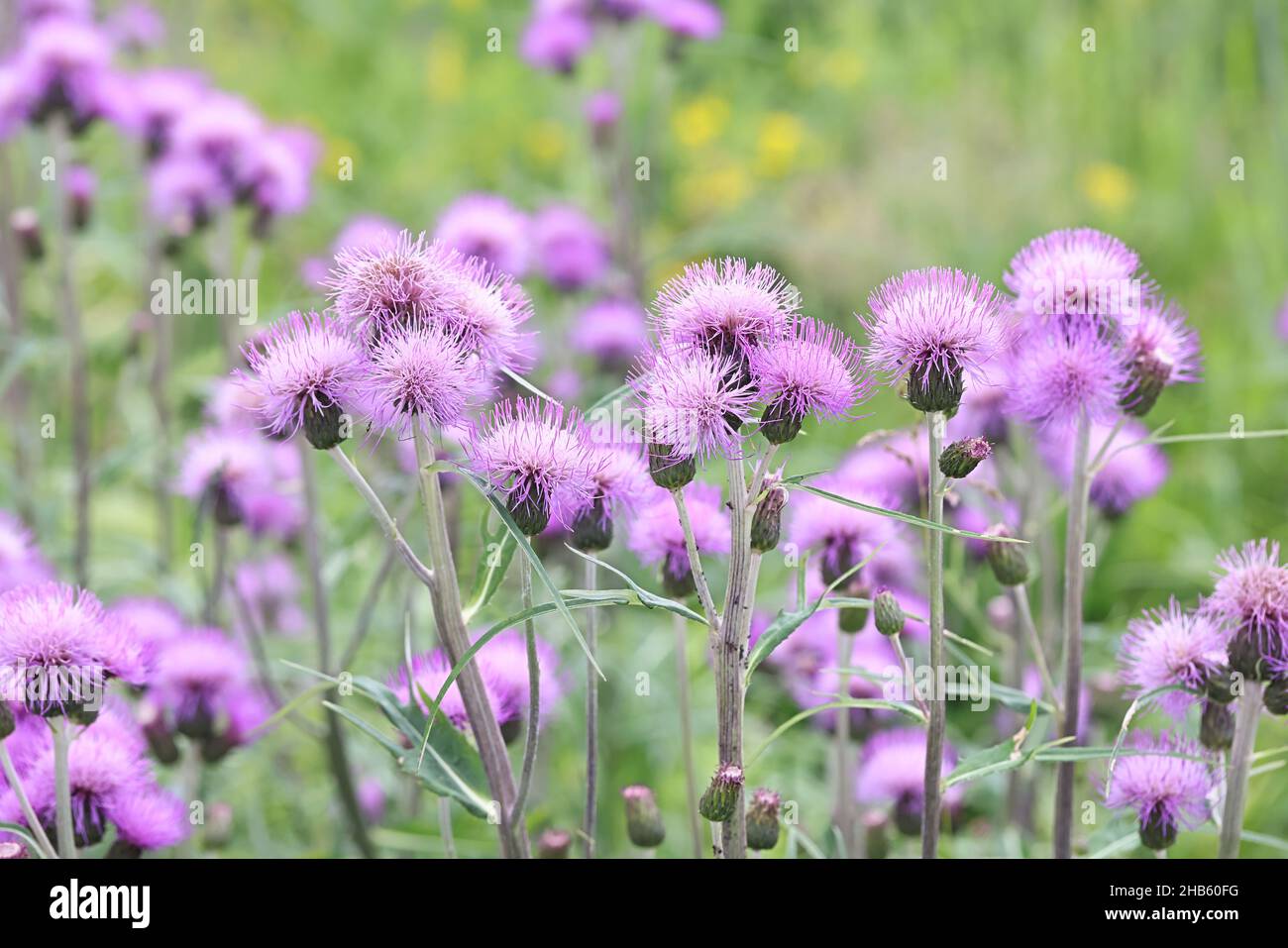 Cirsium heterophyllum, known as melancholy thistle, growing wild in Finland Stock Photo