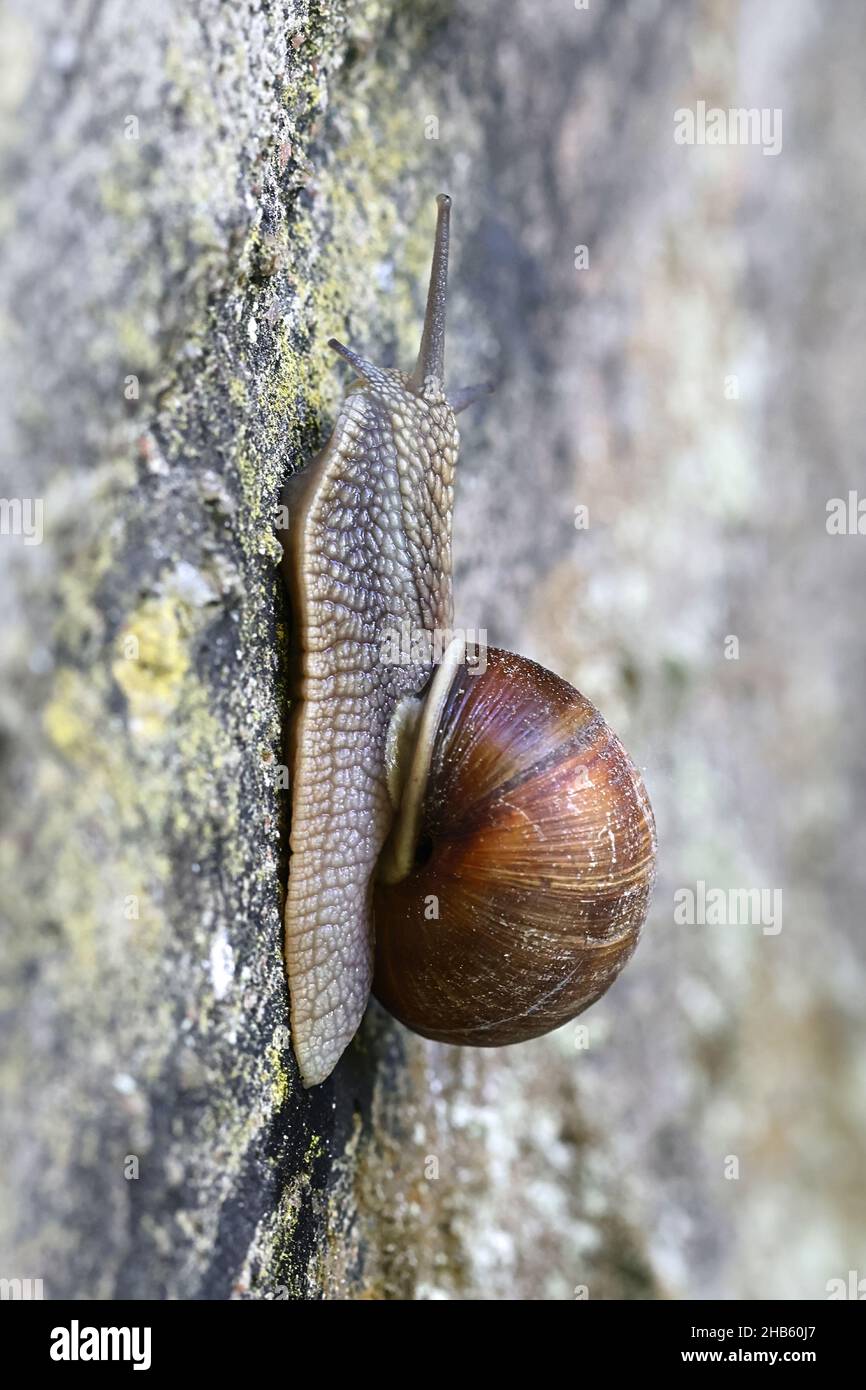 Helix pomatia, common names the Roman snail, Burgundy snail, and edible