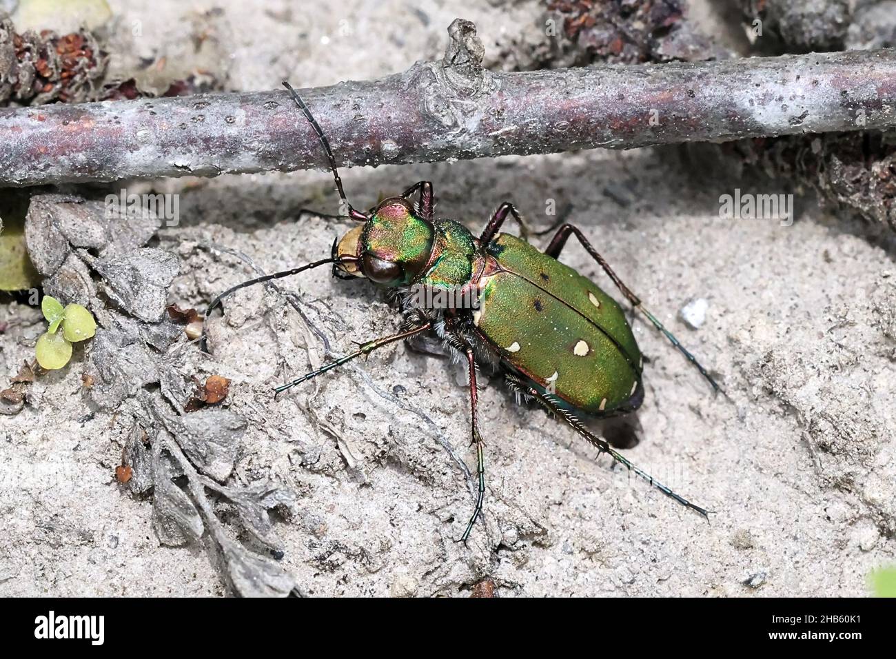 Cicindela campestris, commonly called the green tiger beetle Stock Photo