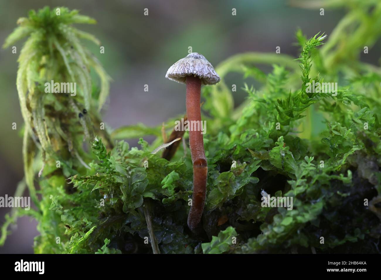Inocybe petiginosa, commonly known as scurfy fibrecap, wild mushroom from Finland Stock Photo