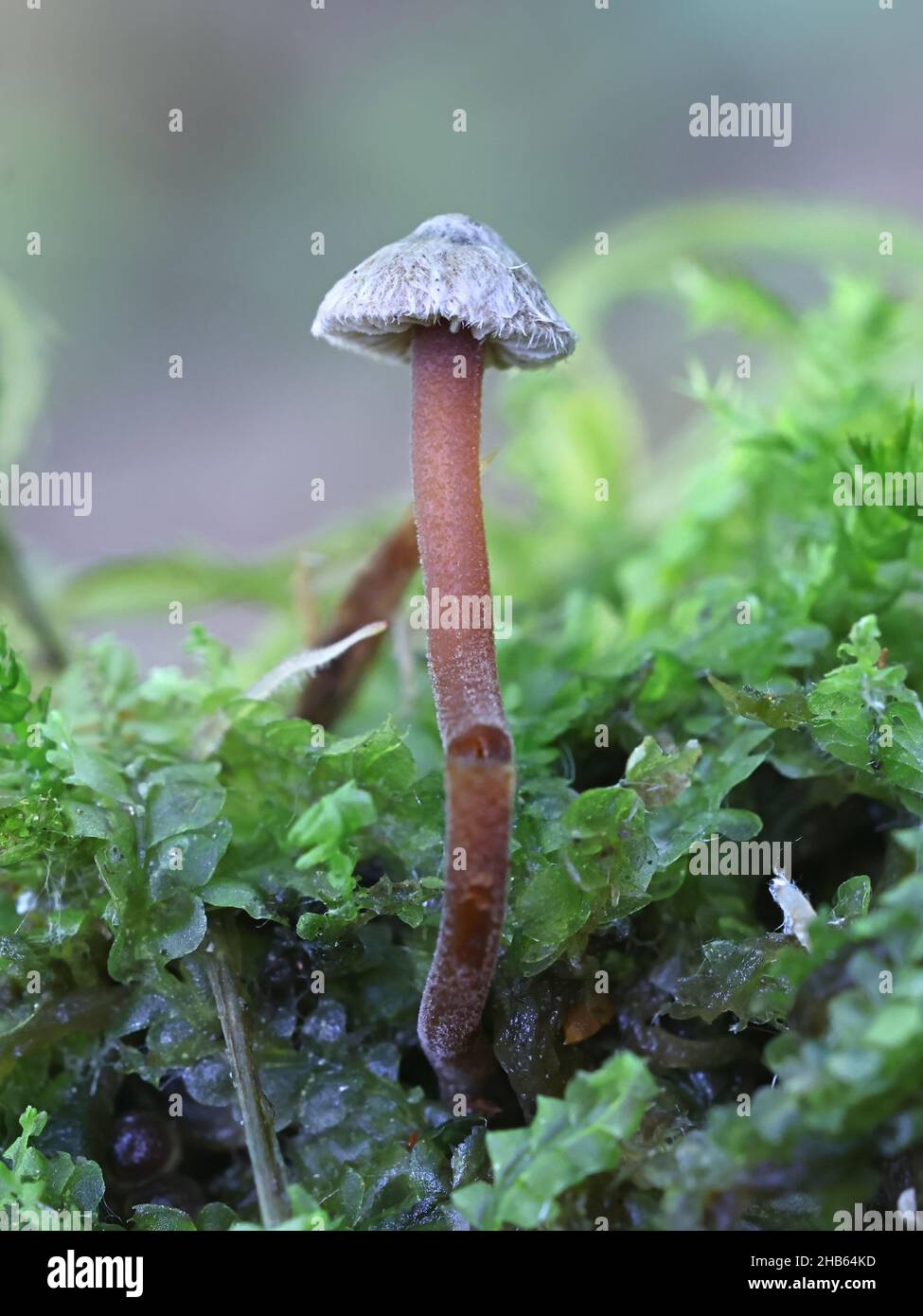 Inocybe petiginosa, commonly known as scurfy fibrecap, wild mushroom from Finland Stock Photo