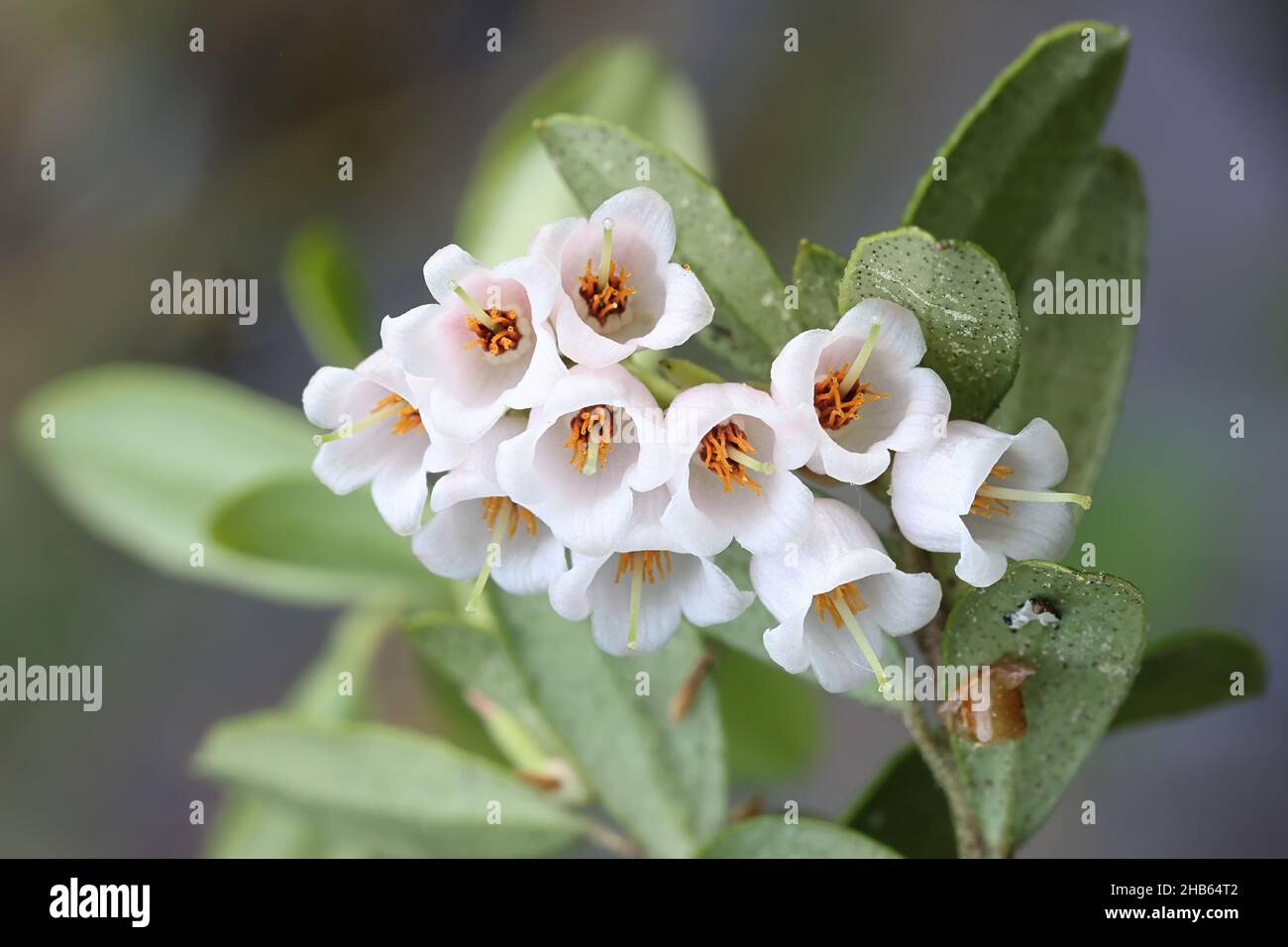 Vaccinium vitis-idaea, flowers of cowberry, edible wild berry plant from Finland Stock Photo