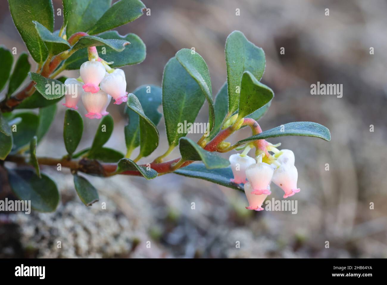 Arctostaphylos uva-ursi, known as Bearberry or Kinnikinnik, wild plant from Finland Stock Photo