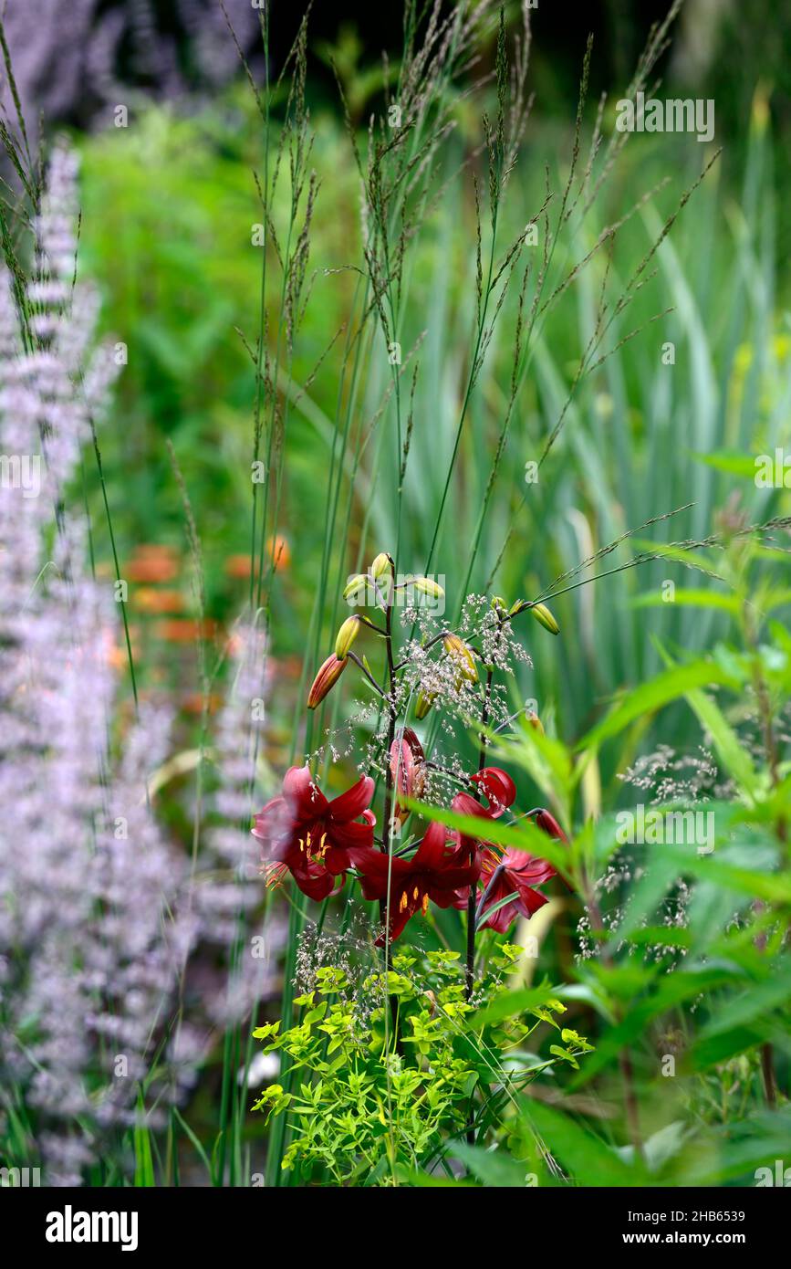 lilium red velvet,lilium red flavour,asiatic hybrid,red tiger lily,red