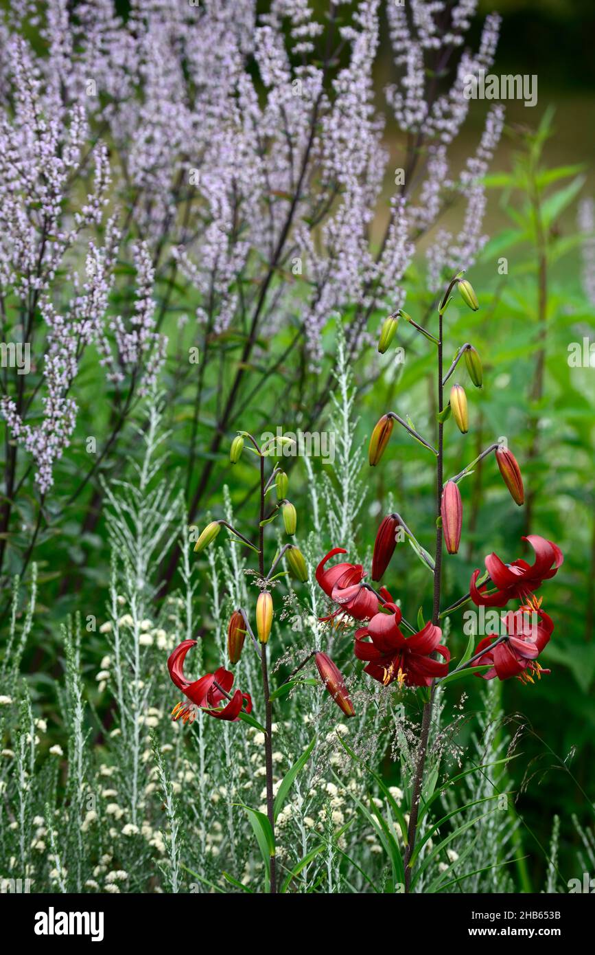 lilium red velvet,lilium red flavour,asiatic hybrid,red tiger lily,red tiger lilies,flowers,flowering,floriferous,,red flower,flowers,flowering,perenn Stock Photo