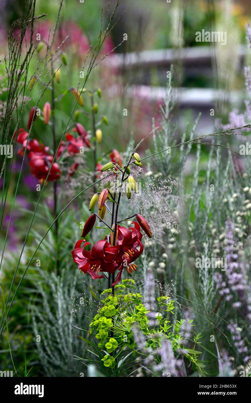 lilium red velvet,lilium red flavour,asiatic hybrid,red tiger lily,red