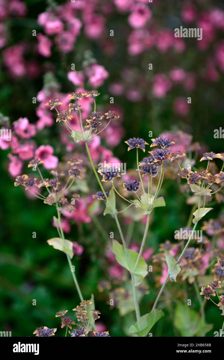 Bupleurum fruticosum,shrubby hare's-ear,umbellifer,perennial,flowerheads,flowers,flowering,Diascia personata in background,masked twinspur,pink flower Stock Photo