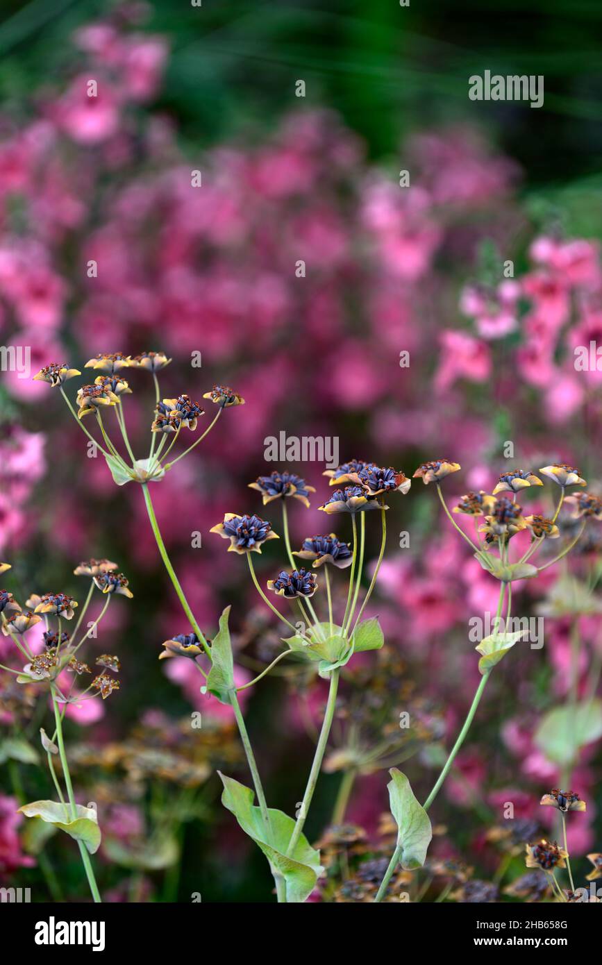 Bupleurum fruticosum,shrubby hare's-ear,umbellifer,perennial,flowerheads,flowers,flowering,Diascia personata in background,masked twinspur,pink flower Stock Photo