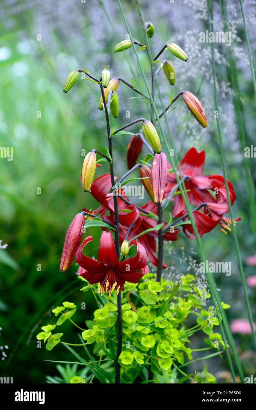 lilium red velvet,lilium red flavour,asiatic hybrid,red tiger lily,red