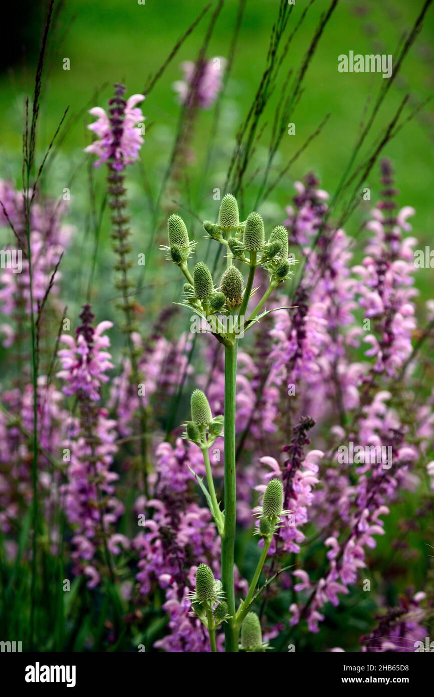 Eryngium agavifolium,agave-leaved sea holly,spiky,thorny,ornamental plants,ornamental thistle,thistles,gardens,garden,flower,flowers,flowering,perenni Stock Photo