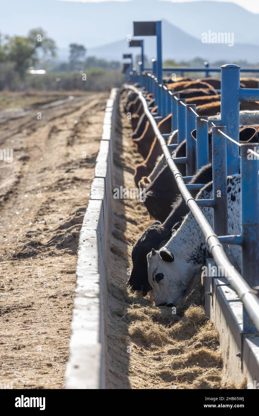 Cattle in a feedlot or feed yard eating from the feed bunk in the early